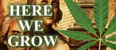 Growing Hemp