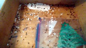 Rats inside kitchen drawers.