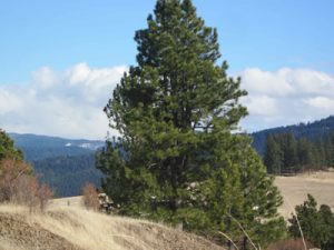 Another view of the Walker property